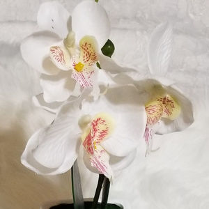 Meet your Posher, Angeleen